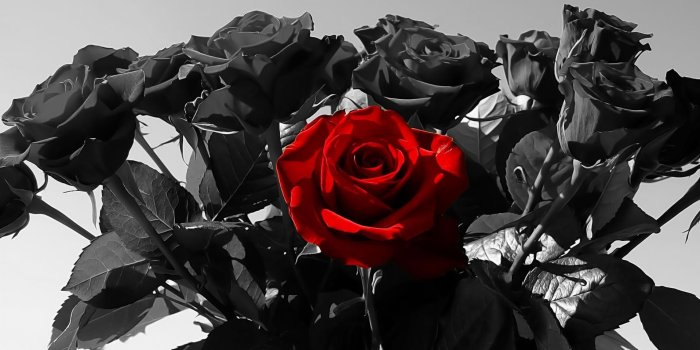 1920x1200 Black Rose Beautiful Black Rose Computer Wallpaper - Red Rose With