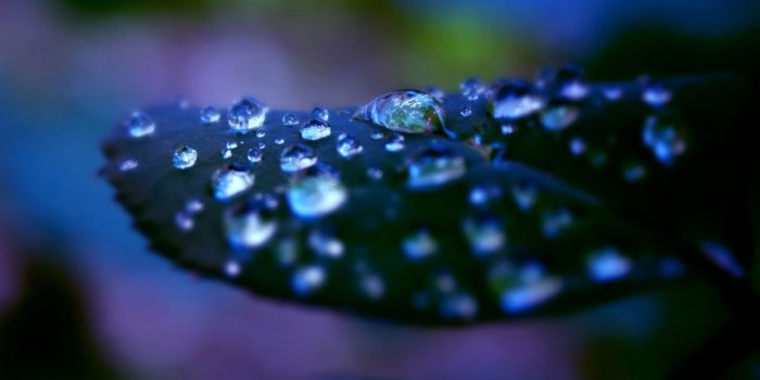 1280x800 Plants raindrops and dew aesthetic Photography HD Wallpapers 4