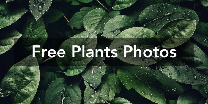 1500x1000 1000+ Engaging Plants Photos · Pexels · Free Stock Photos
