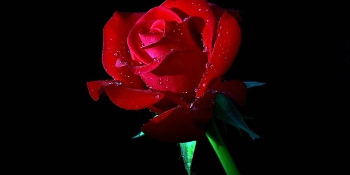 744x1392 dongetrabi: Black Rose Iphone Wallpaper Images