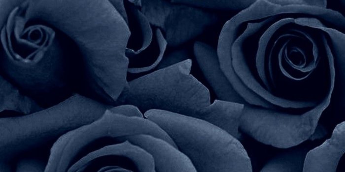 750x1334 Denim colored Rose | GALAXY BACKGROUNDS in 2019 | Rose wallpaper