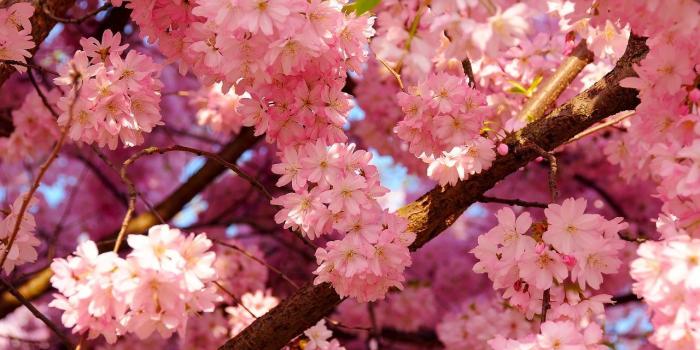 1280x720 Aesthetic Flower Wallpapers - Top Free Aesthetic Flower Backgrounds