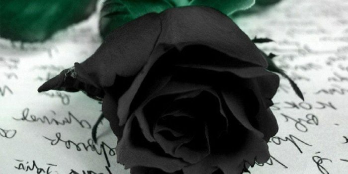 1024x768 Black Rose Wallpapers
