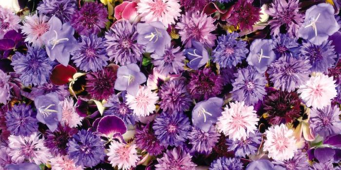 1920x1200 Hipster Flower Backgrounds (51+ images)