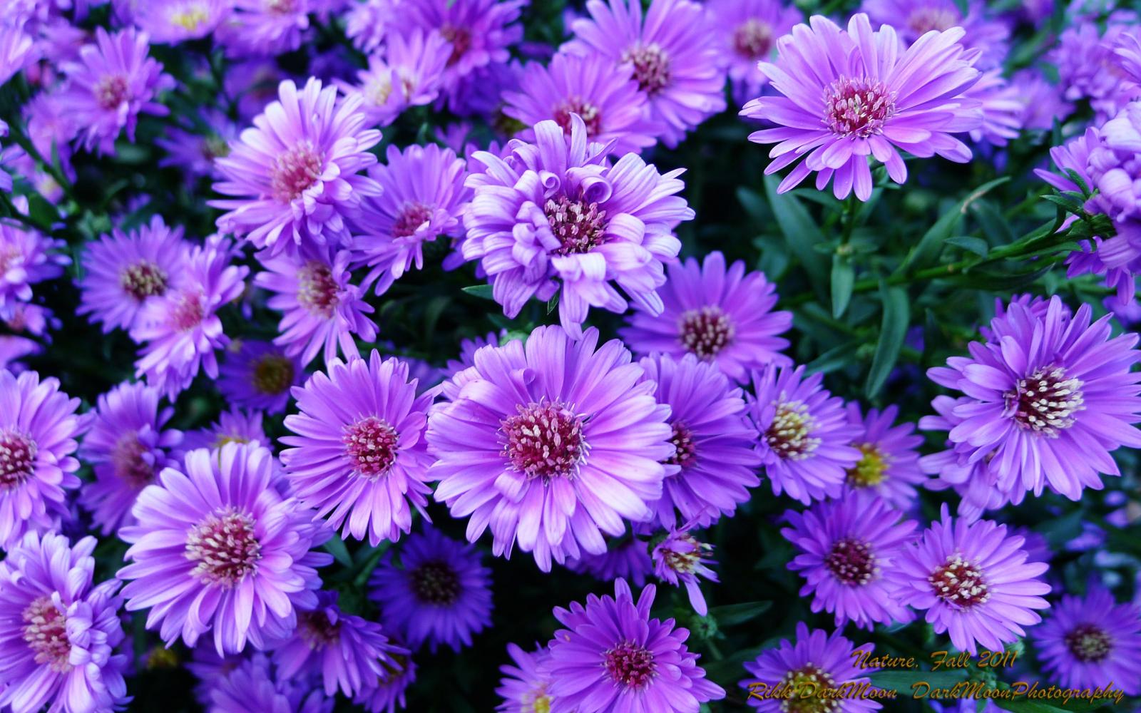 2560x1600 Aesthetic Anime Desktop Wallpaper - Purple Flowers (#386018) - HD