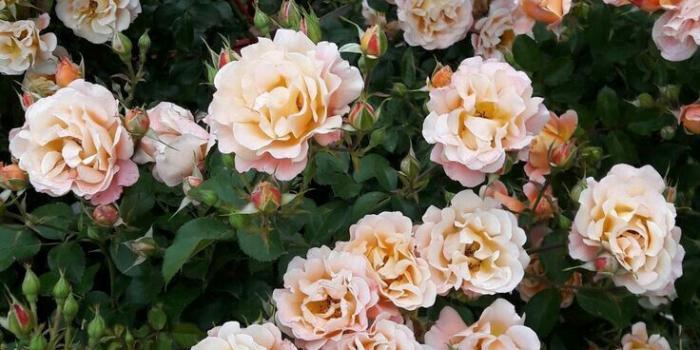 736x1308 pink flowers #love | Lovely Florals in 2019 | Flowers, Flower