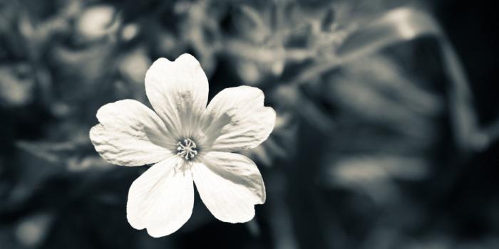 1920x1080 Black and White Flower Wallpaper (56+ images)