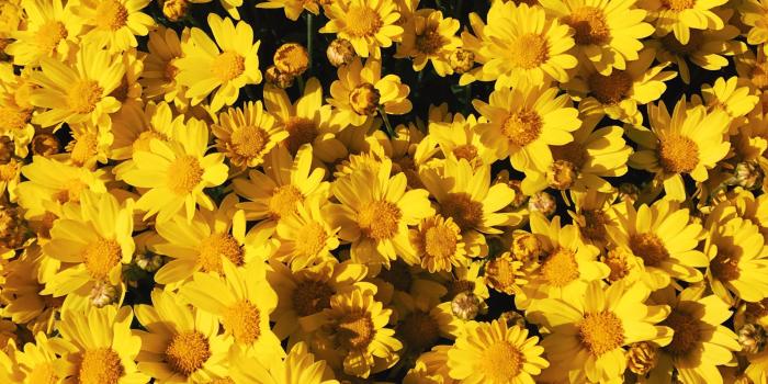 3024x4032 Aesthetic Flower Wallpapers - Top Free Aesthetic Flower Backgrounds