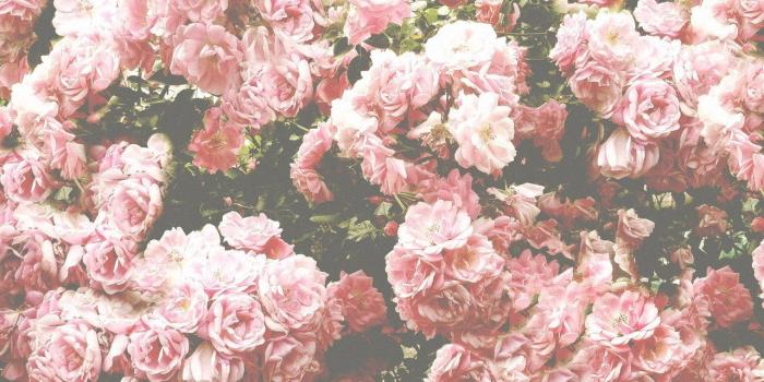 1280x799 Floral Background Aesthetic