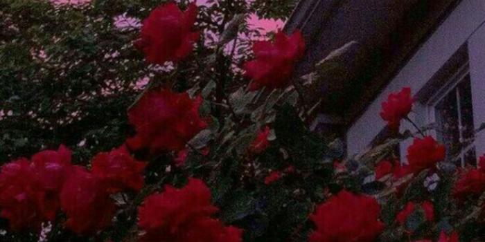 736x1309 Rewan Abd Elghany on flowers in 2019 | Flower wallpaper