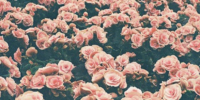 1280x873 Flower Background Wallpaper Tumblr