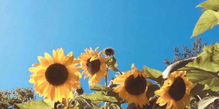 750x1334 Nelisa Smith on Computer backgrounds in 2019 | Sunflower