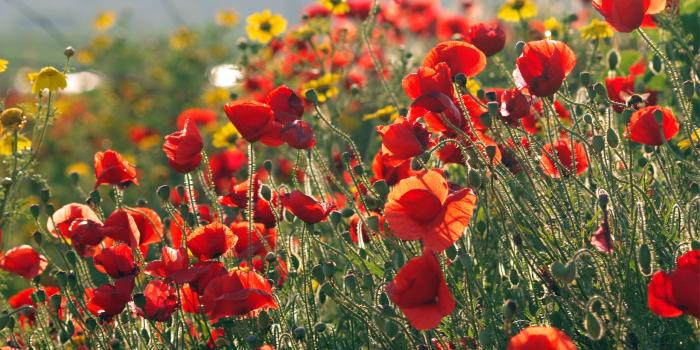 2560x1600 Free download Poppy Computer Wallpapers Desktop Backgrounds