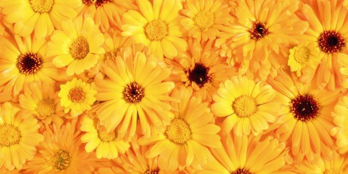 1600x1200 Aesthetic Flowers Wallpapers