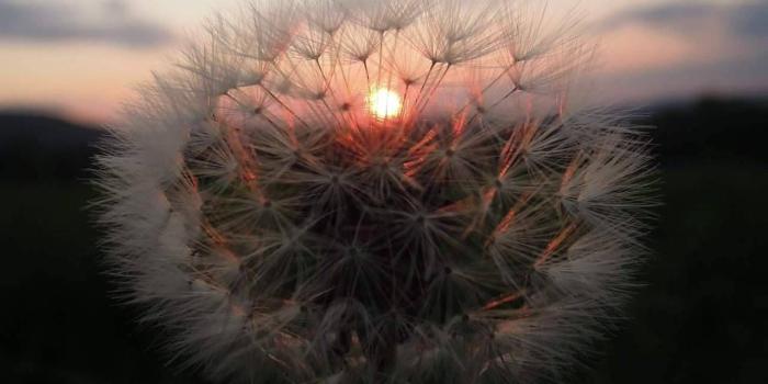 1280x1720 sunset - dandelion - aesthetic | ↳ kh ⸻ superbia. | Nature