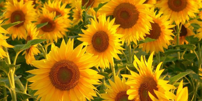 1920x1080 Sunflower Computer Wallpapers Group (86+)