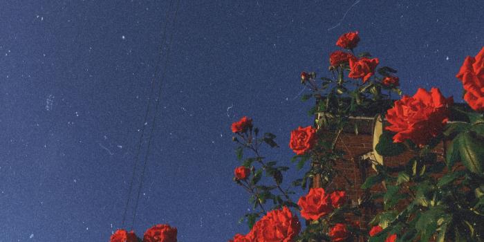 2448x3264 Pinterest | cosmicislander ❁ | backgrounds | Flower aesthetic