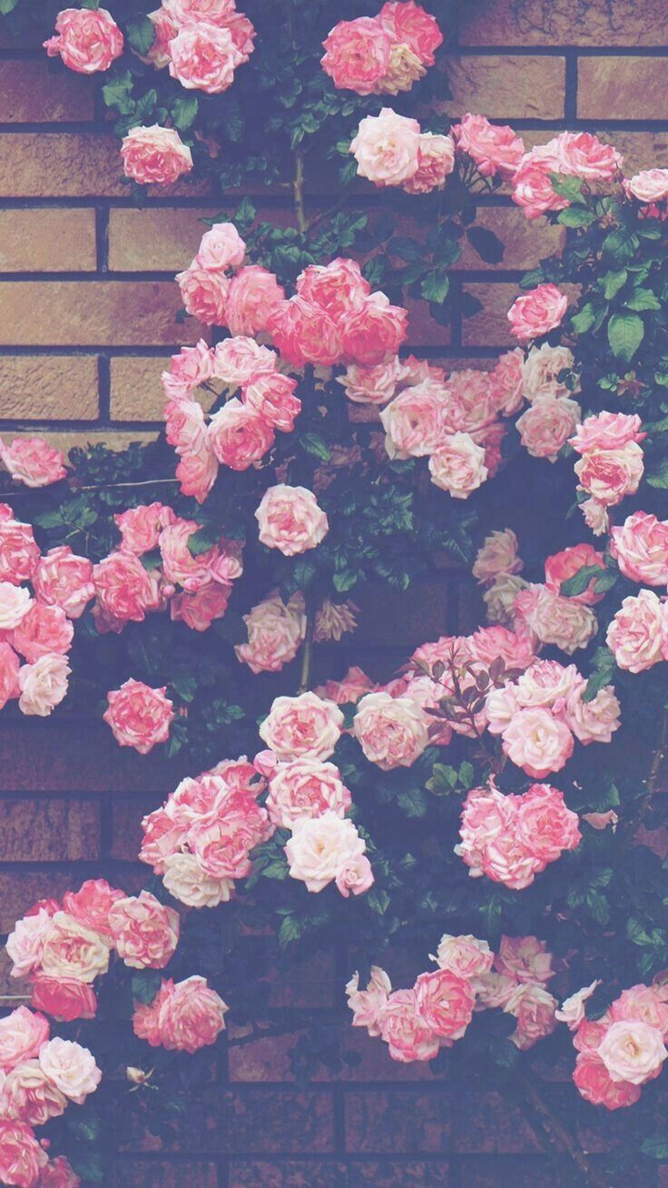 736x1308 Flower Background Wallpaper Tumblr