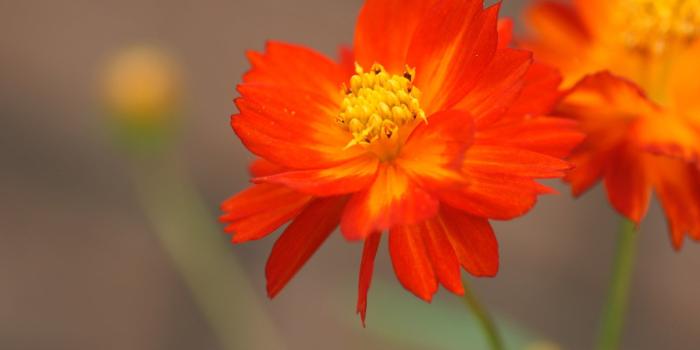 1920x1200 Desktop Background : Yellow Aesthetic Desktop Background