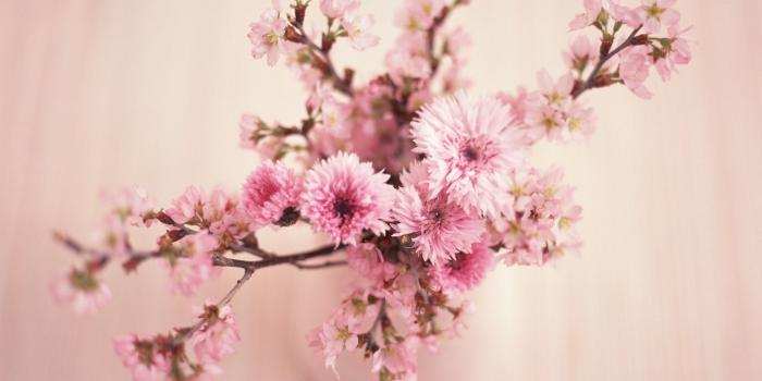 1920x1200 Pink Flower Desktop Wallpapers (69+ background pictures)