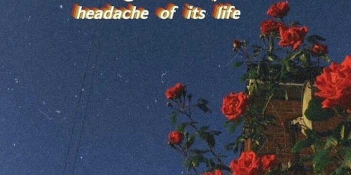 721x1280 Source: Pinterest - i posted another rose n quote wallpaper 