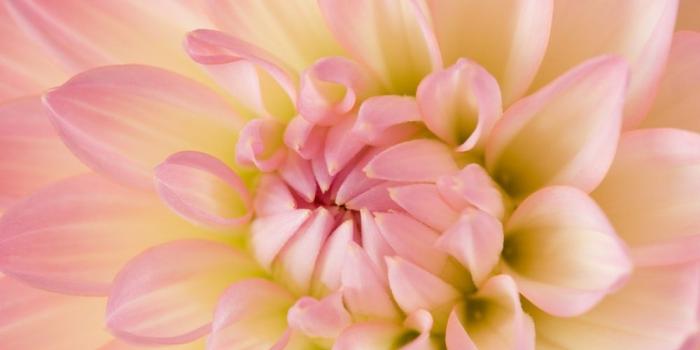 1000x1494 Flower Wallpapers: Free HD Download [500+ HQ] | Unsplash