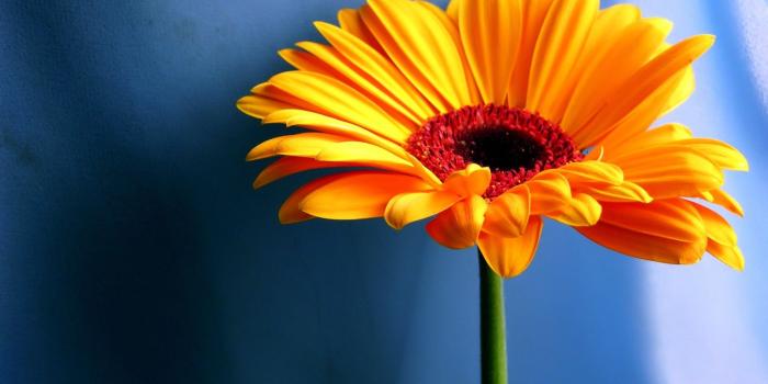 1920x1440 Nature Flower Wallpaper (50+ images)