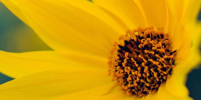 1440x2560 Yellow Flower Wallpaper - iPhone, Android & Desktop Backgrounds