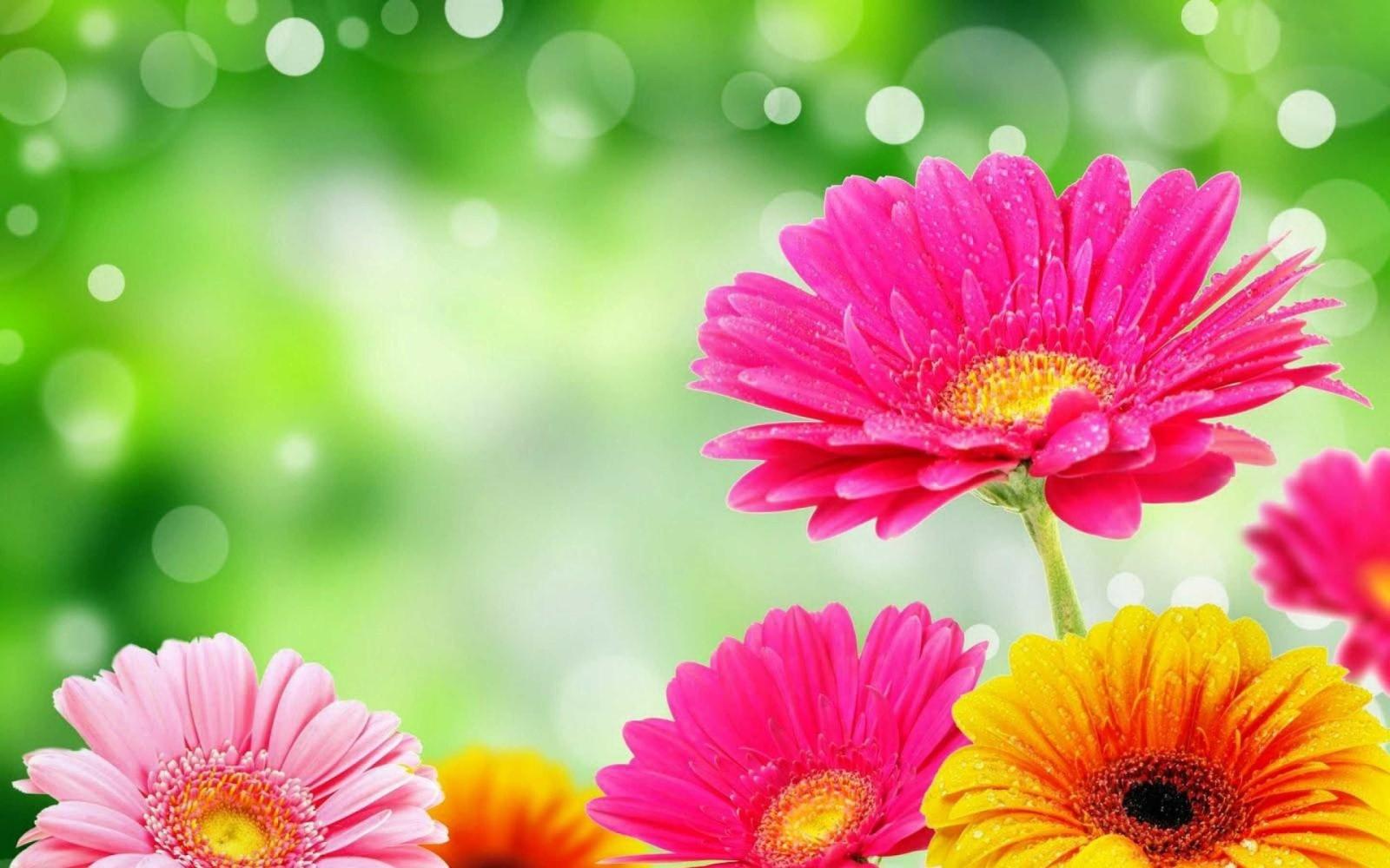 2880x1800 61+ Bright Flower Wallpapers on WallpaperPlay