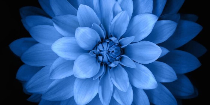 1438x2592 Flower Wallpaper iPhone (84+ images)