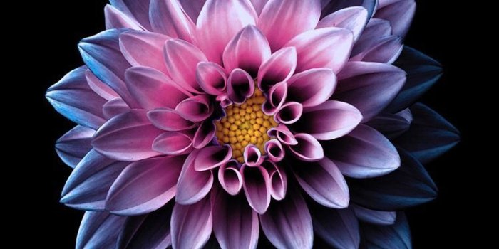 750x1334 Bright flower wallpaper for your iPad from Everpix | iPhone