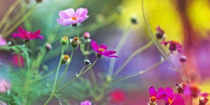 1920x1200 Plants & flowers Wallpaper