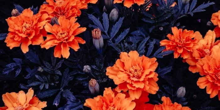 950x1689 Download Orange Flowers Garden Free Pure 4K Ultra HD Mobile Wallpaper