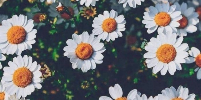 899x1599 Flower Wallpaper Tumblr | Soft Wallpapers