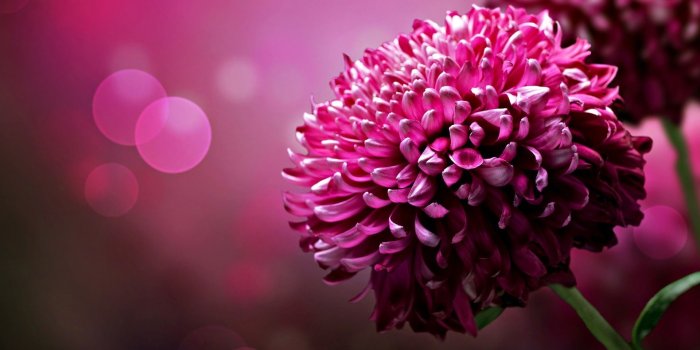 1920x1080 Hot Pink Flower Wallpaper 07 - [1920x1080]