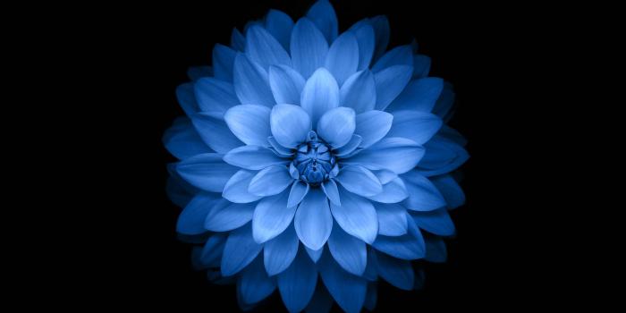 2732x2732 ac99-wallpaper-apple-blue-lotus-iphone6-plus-ios8-flower-wallpaper