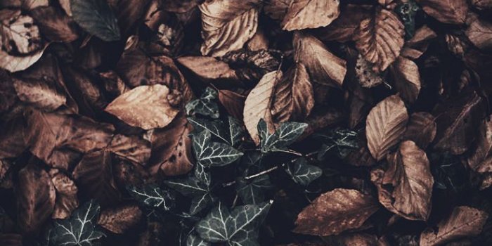 736x1308 15 Gorgeous Happy Fall iPhone X Wallpapers | Preppy Wallpapers