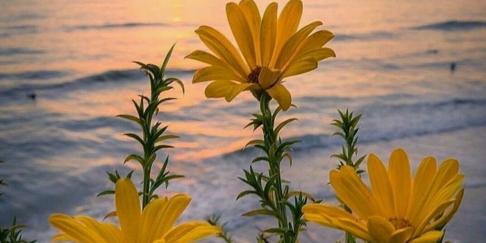 1355x2048 Good morning | Good Morning quotes | Nature photography, Flowers