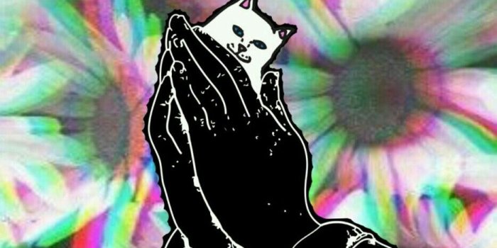 934x1792 65+ Dope Cat Wallpapers - Download at WallpaperBro