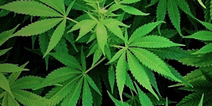 736x1309 Nike Wallpaper Weed | larmoric.com