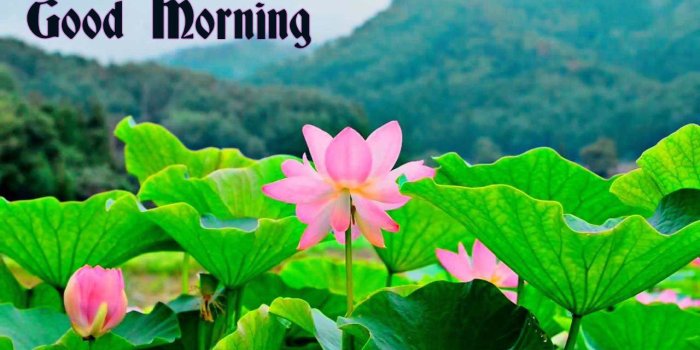 1280x720 25+ Good Morning Nature Images