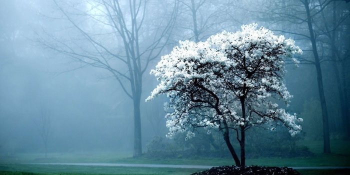 2560x1600 Beautiful Nature Wallpapers By Backgroundimageshd , - Good Morning