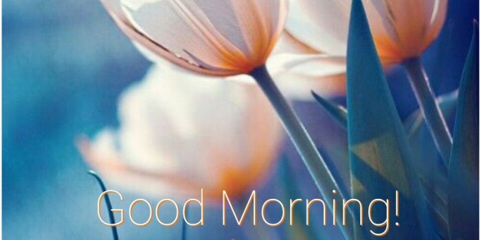 960x1280 Good morning beautiful ❤️ | Good Morning/Night | Flowers, Tulips