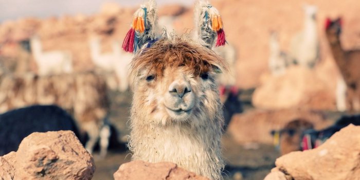 1366x768 Download wallpaper 1366x768 lama, face, stones, nose tablet, laptop