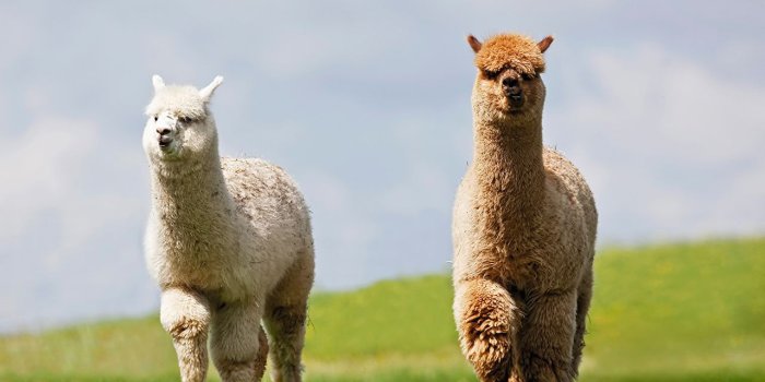 1280x800 60+ Llama HD Wallpapers - Download at WallpaperBro