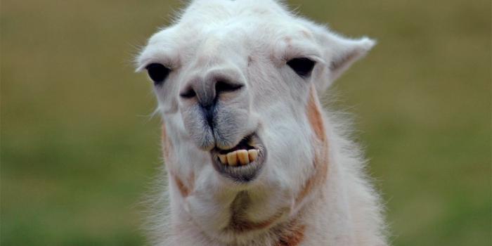 1152x864 47+] Llama Desktop Wallpaper on WallpaperSafari