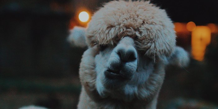 1366x768 Download wallpaper 1366x768 lama, llama, funny, camel, emotions