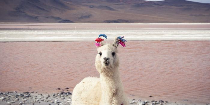 1600x1200 50+ Kawaii Llama Computer Wallpapers - Download at WallpaperBro