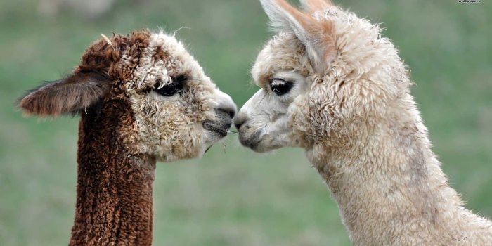 1920x1080 Hot Llama Background Wallpapers, GsFDcY WP Collection