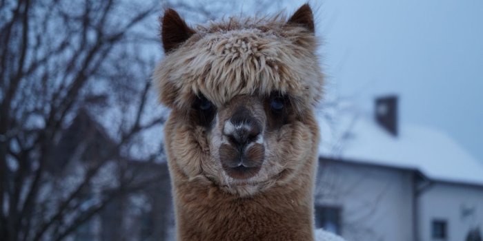 1366x768 Download wallpaper 1366x768 alpaca, muzzle, cute, look tablet